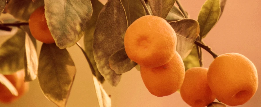 Apricot's banner