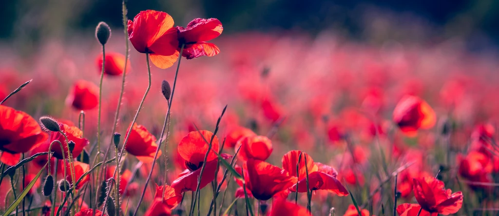 Poppy's banner