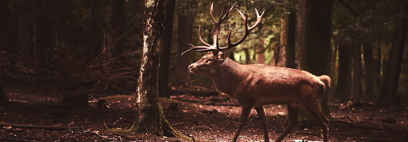 Venison's banner