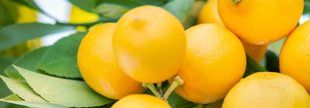 Zesty's banner